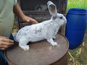 Prodej chovných králíků