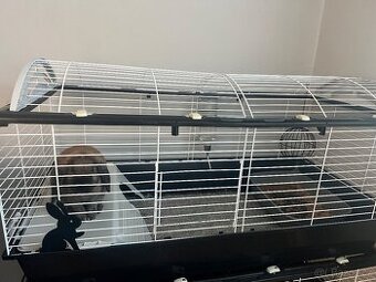 Zakrslí králík beránek