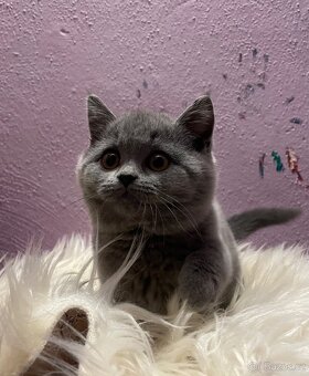 Britská modrá krátkosrstá koťátka s pp