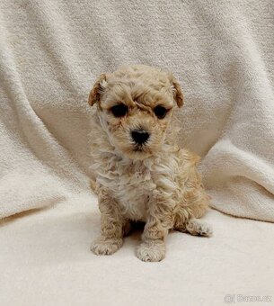 Maltipoo