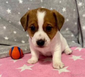 Jack Russell terier - stenata s prukazem puvodu