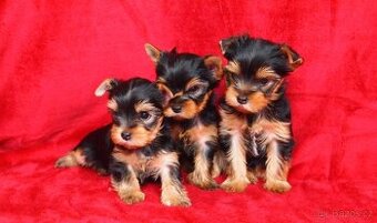 Jorkšírský teriér s PP FCI