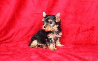 Jorkšírský teriér s PP FCI