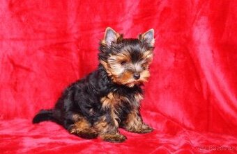 Jorkšírský teriér s PP FCI