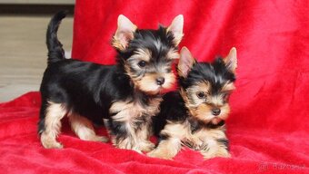 Jorkšírský teriér s PP FCI