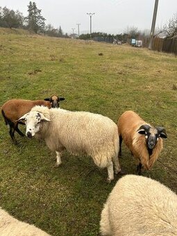 Prodám dva letošní berany