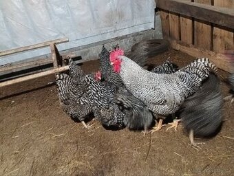 Násadová vajíčka Amroks velké