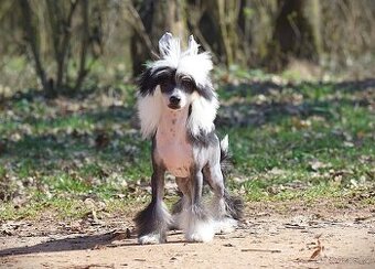 Čínsky chocholatý pes s PP