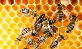 Včely - vyzimovaná včelstva Karlovarsko