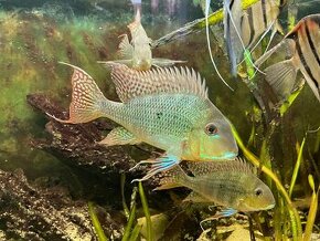 Geophagus Altifrons Rio Tocantins