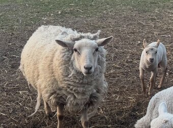 Křížená ovečka Suffolk x Texel
