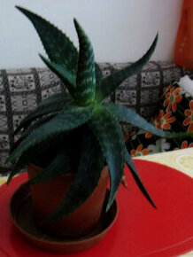 Aloe vera