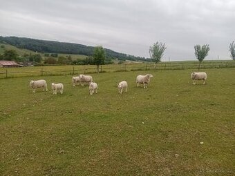 Jehňata Texel