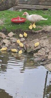 Kachna s kachňaty - 1