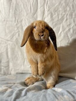 Beránek - Lola - 1