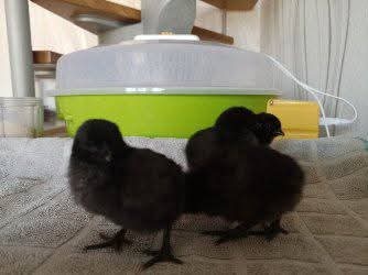 Kuřátka Ayam Cemani