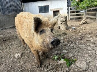 Mangalica - Mangalice