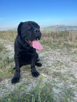 🐾 Rezervace štěňat Cane Corso – bez PP 🐾