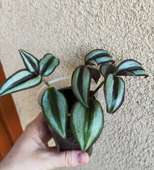 Tradescantia Zebrina - zasazená nebo čerstvé řízky