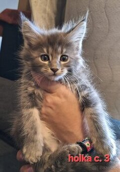 Mainská mývalí koťátka koťata kotata MCO