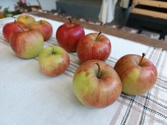Jablka bez chemického ošetření, trhaná