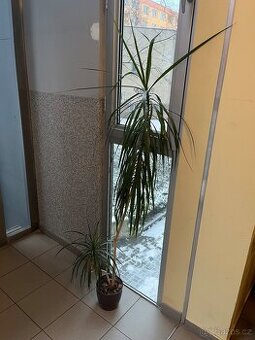 Palma, dracaena 170 cm
