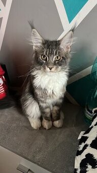 Mainská mývalí bez pp