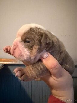 Staroanglický buldok - Old english bulldog