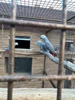 Chovný pár Žako kongo