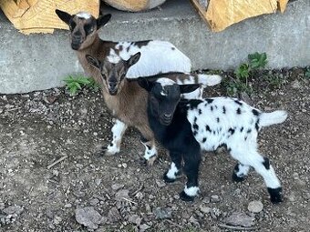 Holandská zakrslá koza - kůzlata
