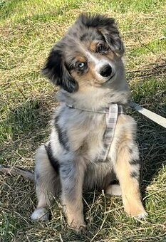 Miniaturní americký ovčák - fenecky s PP