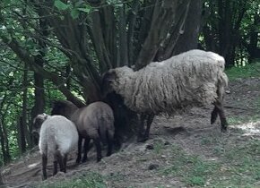 Prodej ovce s jehňaty