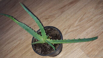 léčivka Aloe Vera,