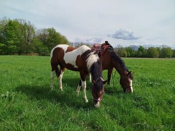APH Valach 2 roky paint horse
