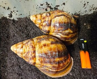 Šneci, šnek Archachatina marginata ovum Nigeria XXL
