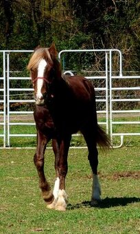Welsh Cob C, Welsh pony