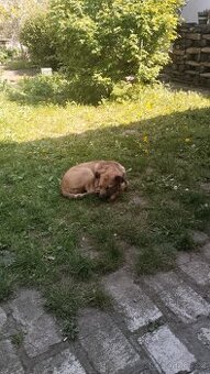 Štěně kříženec