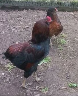 násadová vejce Ayam Cemani,Arakaun,Maranska,wyandotka