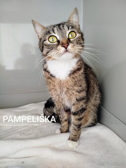 Pampeliška, max. 1 rok - 1