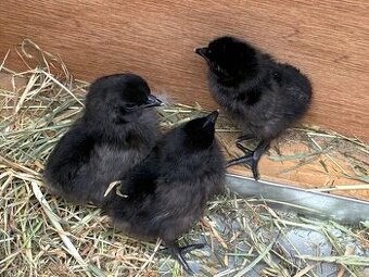 Kuřátka ayam cemani
