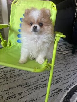 Štěně pomerian
