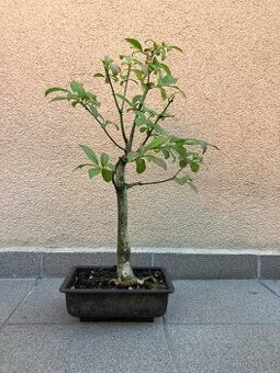 Bonsai, Bonsaj, jamadori, brslen evropský