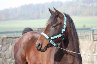 Mladá klisna Paint Horse