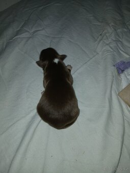 Border kolie