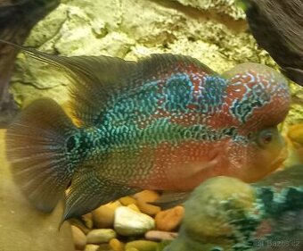 Flowerhorn