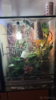 Terarium