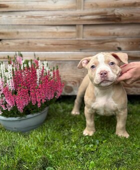 American Bully Classic / standard