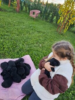 Štěňata retrívra