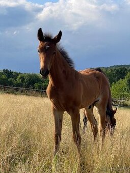 Prodám letošního hřebečka