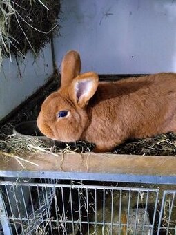 Novozélandský červený, samec - 1